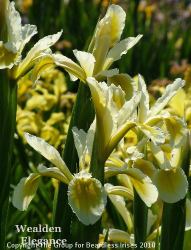 Wealden Elegance (6)